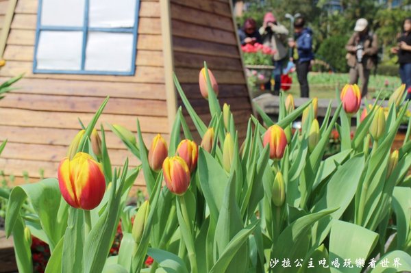 士林官邸：2018士林官邸【鬱金香展】遇見荷蘭/士林景點/捷運士林站