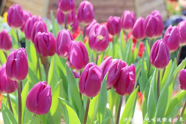士林官邸：2018士林官邸【鬱金香展】遇見荷蘭/士林景點/捷運士林站