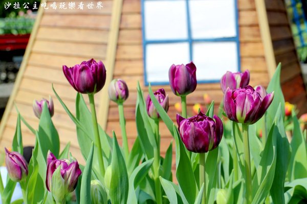 士林官邸：2018士林官邸【鬱金香展】遇見荷蘭/士林景點/捷運士林站