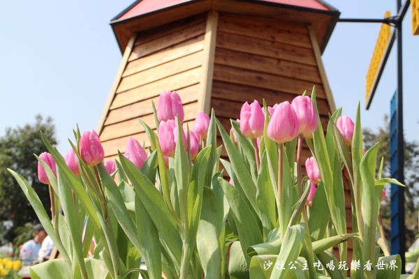 士林官邸：2018士林官邸【鬱金香展】遇見荷蘭/士林景點/捷運士林站