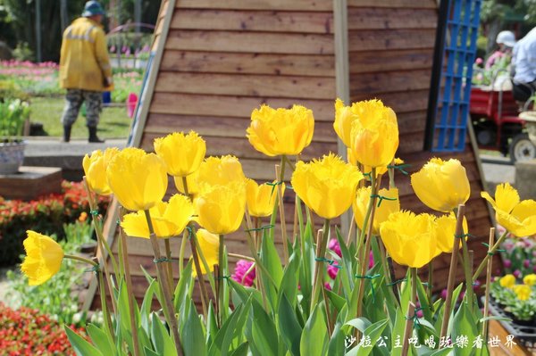 士林官邸：2018士林官邸【鬱金香展】遇見荷蘭/士林景點/捷運士林站