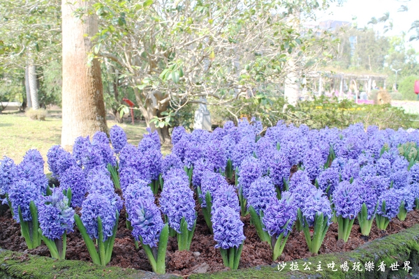 士林官邸：2018士林官邸【鬱金香展】遇見荷蘭/士林景點/捷運士林站