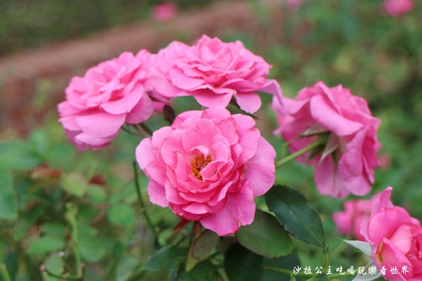 士林官邸:士林景點/2017菊花展『眾星雲菊』士林官邸/捷運士林站/文末士林捷運站周邊美食