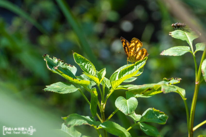 彩蝶瀑布｜埔里玩水秘境，集結了溯溪、戲水、攀岩、爬山、賞景...等戶外體能活動，給喜歡冒險挑戰的你~