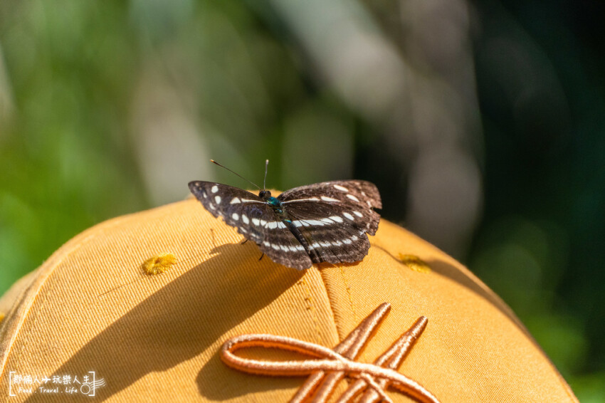 彩蝶瀑布｜埔里玩水秘境，集結了溯溪、戲水、攀岩、爬山、賞景...等戶外體能活動，給喜歡冒險挑戰的你~