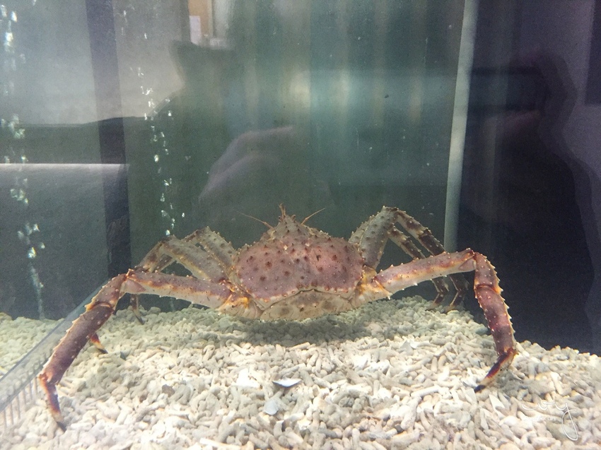 台中燒肉推薦，締藏和牛燒肉