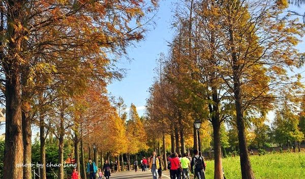 石園路落羽松-1.JPG 石園路落羽松-1.JPG