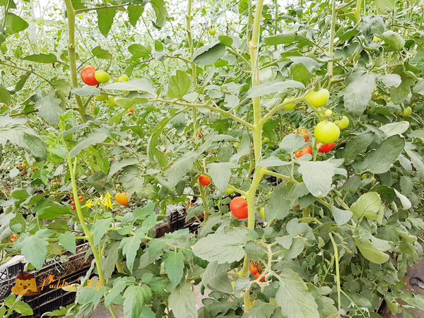 nEO_IMG_20161008_120647