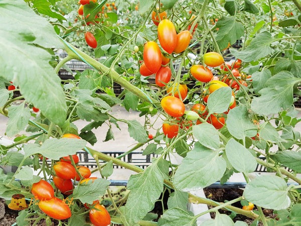 nEO_IMG_20161008_120825