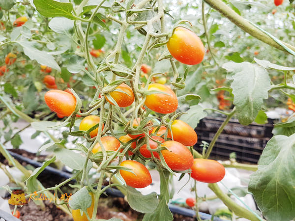 nEO_IMG_20161008_120813