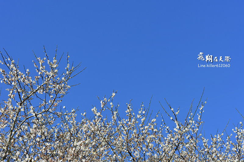 PhotoGrid_1483862388501