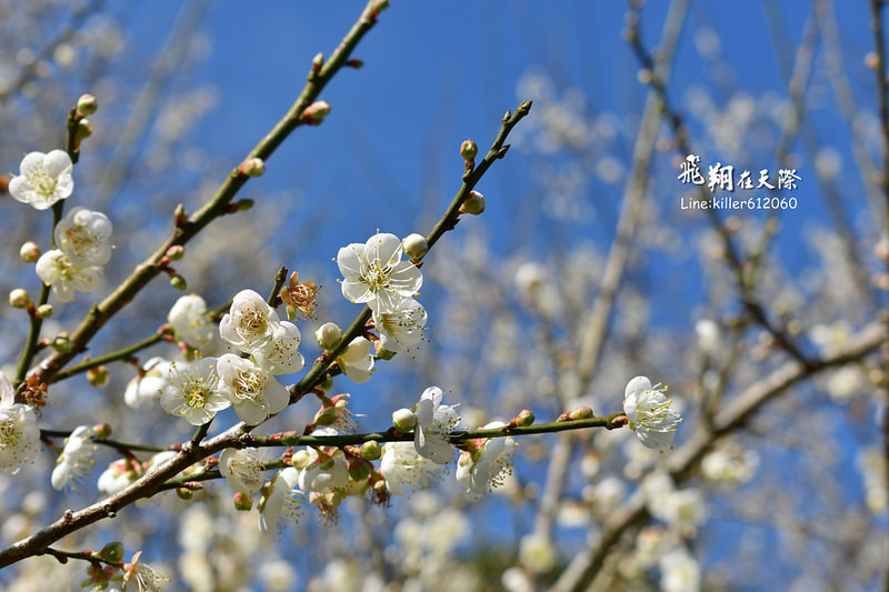 PhotoGrid_1483862306076