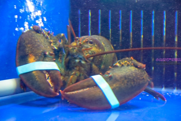 漁川火烤海鮮：【土城熱炒】☼漁川火烤海鮮☼用料豐富的昆布海鮮鍋、活跳跳的波士頓龍蝦各式料理，尚青的海鮮等你來品嚐～♥♥