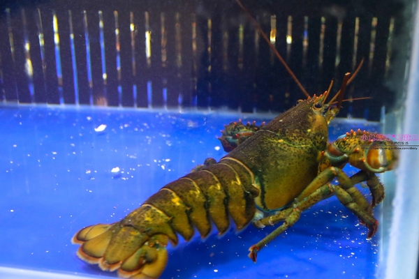 漁川火烤海鮮：【土城熱炒】☼漁川火烤海鮮☼用料豐富的昆布海鮮鍋、活跳跳的波士頓龍蝦各式料理，尚青的海鮮等你來品嚐～♥♥