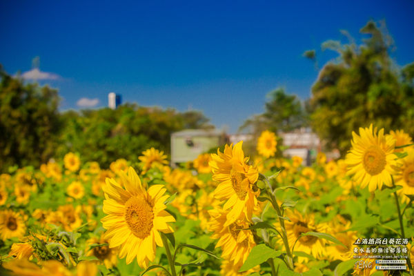 龍福宮佔地百頃向日葵花海|桃園市桃園區熱門打卡必遊景點；被向日葵花海包圍的田中幸福土地公廟(攝影賞析)。