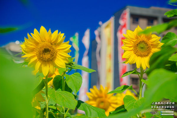 龍福宮佔地百頃向日葵花海|桃園市桃園區熱門打卡必遊景點；被向日葵花海包圍的田中幸福土地公廟(攝影賞析)。