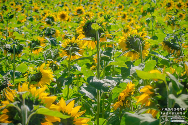 龍福宮佔地百頃向日葵花海|桃園市桃園區熱門打卡必遊景點；被向日葵花海包圍的田中幸福土地公廟(攝影賞析)。