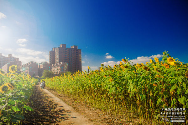 龍福宮佔地百頃向日葵花海|桃園市桃園區熱門打卡必遊景點；被向日葵花海包圍的田中幸福土地公廟(攝影賞析)。