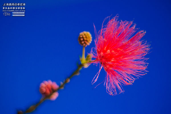 龍福宮佔地百頃向日葵花海|桃園市桃園區熱門打卡必遊景點；被向日葵花海包圍的田中幸福土地公廟(攝影賞析)。