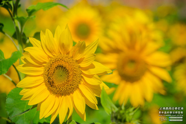 龍福宮佔地百頃向日葵花海|桃園市桃園區熱門打卡必遊景點；被向日葵花海包圍的田中幸福土地公廟(攝影賞析)。