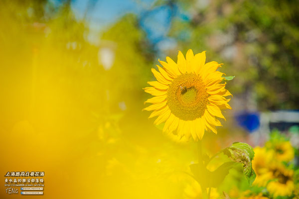 龍福宮佔地百頃向日葵花海|桃園市桃園區熱門打卡必遊景點；被向日葵花海包圍的田中幸福土地公廟(攝影賞析)。