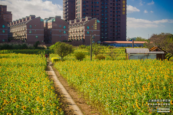龍福宮佔地百頃向日葵花海|桃園市桃園區熱門打卡必遊景點；被向日葵花海包圍的田中幸福土地公廟(攝影賞析)。