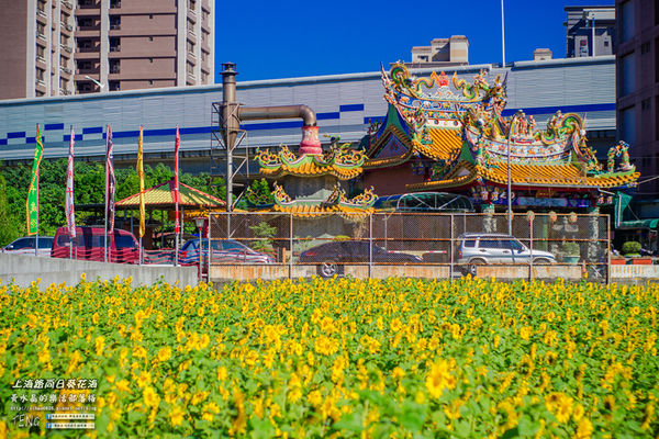 龍福宮佔地百頃向日葵花海|桃園市桃園區熱門打卡必遊景點；被向日葵花海包圍的田中幸福土地公廟(攝影賞析)。