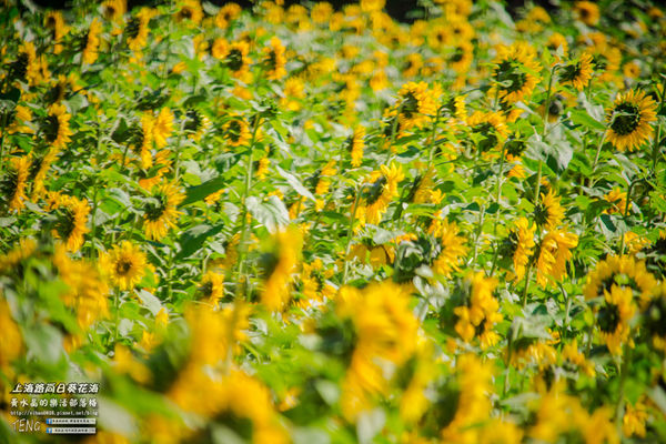 龍福宮佔地百頃向日葵花海|桃園市桃園區熱門打卡必遊景點；被向日葵花海包圍的田中幸福土地公廟(攝影賞析)。