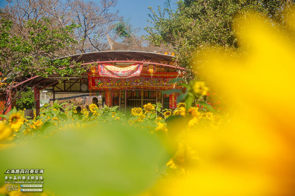 龍福宮佔地百頃向日葵花海|桃園市桃園區熱門打卡必遊景點；被向日葵花海包圍的田中幸福土地公廟(攝影賞析)。