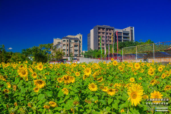 龍福宮佔地百頃向日葵花海|桃園市桃園區熱門打卡必遊景點；被向日葵花海包圍的田中幸福土地公廟(攝影賞析)。