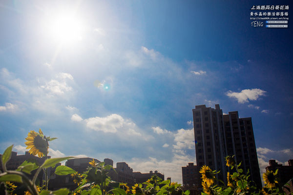 龍福宮佔地百頃向日葵花海|桃園市桃園區熱門打卡必遊景點；被向日葵花海包圍的田中幸福土地公廟(攝影賞析)。