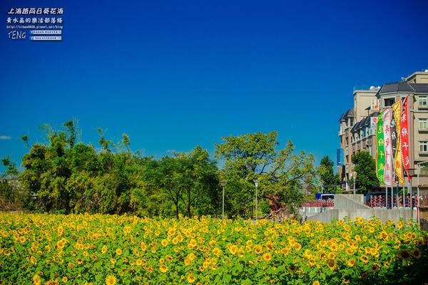 龍福宮佔地百頃向日葵花海|桃園市桃園區熱門打卡必遊景點；被向日葵花海包圍的田中幸福土地公廟(攝影賞析)。