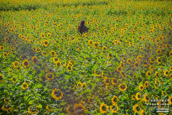 龍福宮佔地百頃向日葵花海|桃園市桃園區熱門打卡必遊景點；被向日葵花海包圍的田中幸福土地公廟(攝影賞析)。