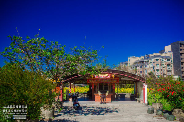 龍福宮佔地百頃向日葵花海|桃園市桃園區熱門打卡必遊景點；被向日葵花海包圍的田中幸福土地公廟(攝影賞析)。