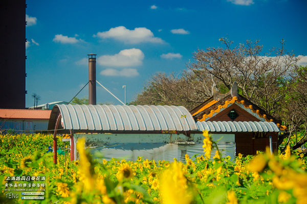 龍福宮佔地百頃向日葵花海|桃園市桃園區熱門打卡必遊景點；被向日葵花海包圍的田中幸福土地公廟(攝影賞析)。