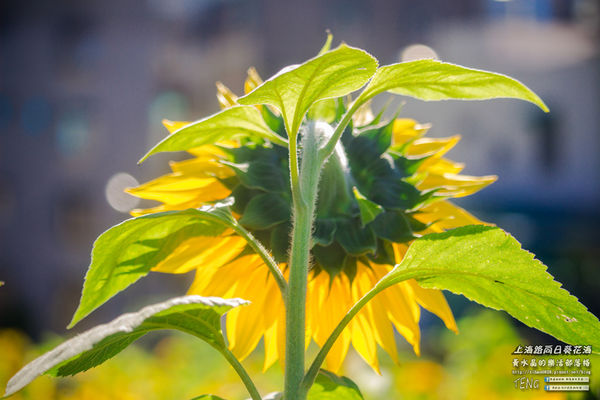 龍福宮佔地百頃向日葵花海|桃園市桃園區熱門打卡必遊景點；被向日葵花海包圍的田中幸福土地公廟(攝影賞析)。
