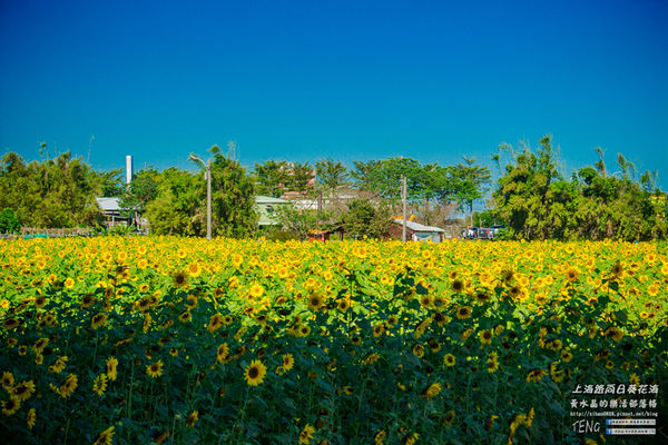 龍福宮佔地百頃向日葵花海|桃園市桃園區熱門打卡必遊景點；被向日葵花海包圍的田中幸福土地公廟(攝影賞析)。