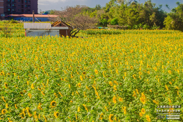龍福宮佔地百頃向日葵花海|桃園市桃園區熱門打卡必遊景點；被向日葵花海包圍的田中幸福土地公廟(攝影賞析)。