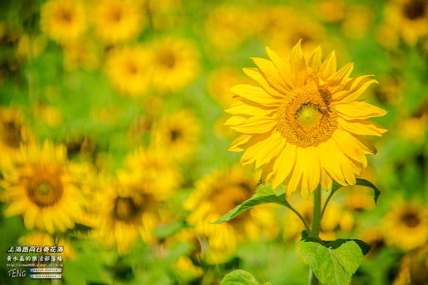 龍福宮佔地百頃向日葵花海|桃園市桃園區熱門打卡必遊景點；被向日葵花海包圍的田中幸福土地公廟(攝影賞析)。