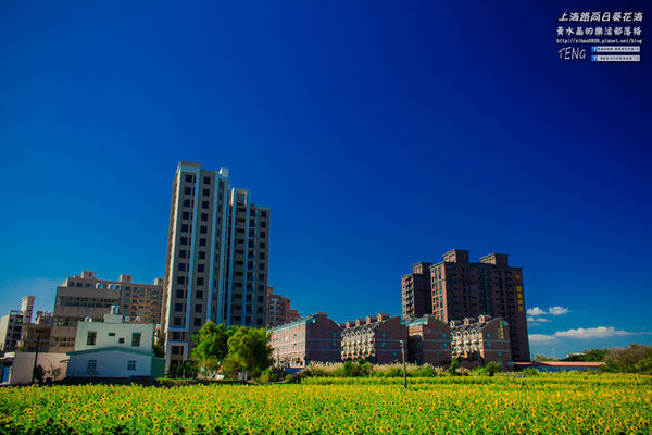 龍福宮佔地百頃向日葵花海|桃園市桃園區熱門打卡必遊景點；被向日葵花海包圍的田中幸福土地公廟(攝影賞析)。