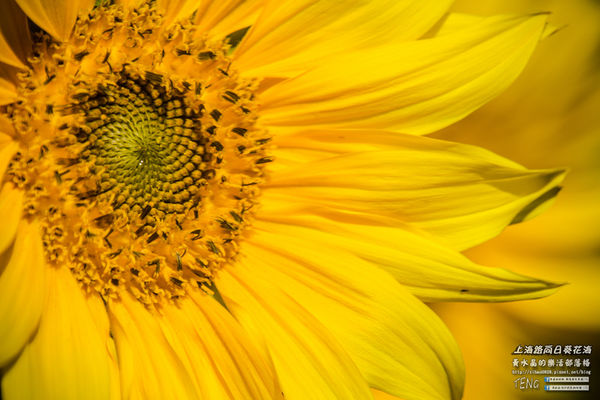 龍福宮佔地百頃向日葵花海|桃園市桃園區熱門打卡必遊景點；被向日葵花海包圍的田中幸福土地公廟(攝影賞析)。