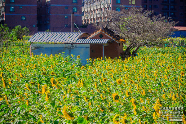 龍福宮佔地百頃向日葵花海|桃園市桃園區熱門打卡必遊景點；被向日葵花海包圍的田中幸福土地公廟(攝影賞析)。