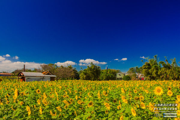 龍福宮佔地百頃向日葵花海|桃園市桃園區熱門打卡必遊景點；被向日葵花海包圍的田中幸福土地公廟(攝影賞析)。