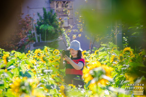 龍福宮佔地百頃向日葵花海|桃園市桃園區熱門打卡必遊景點；被向日葵花海包圍的田中幸福土地公廟(攝影賞析)。