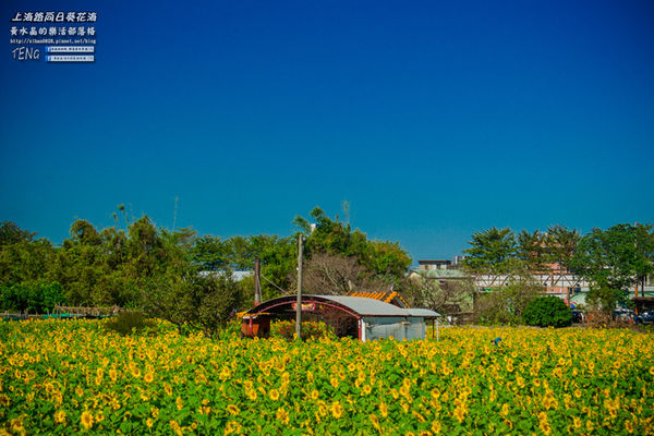 龍福宮佔地百頃向日葵花海|桃園市桃園區熱門打卡必遊景點；被向日葵花海包圍的田中幸福土地公廟(攝影賞析)。