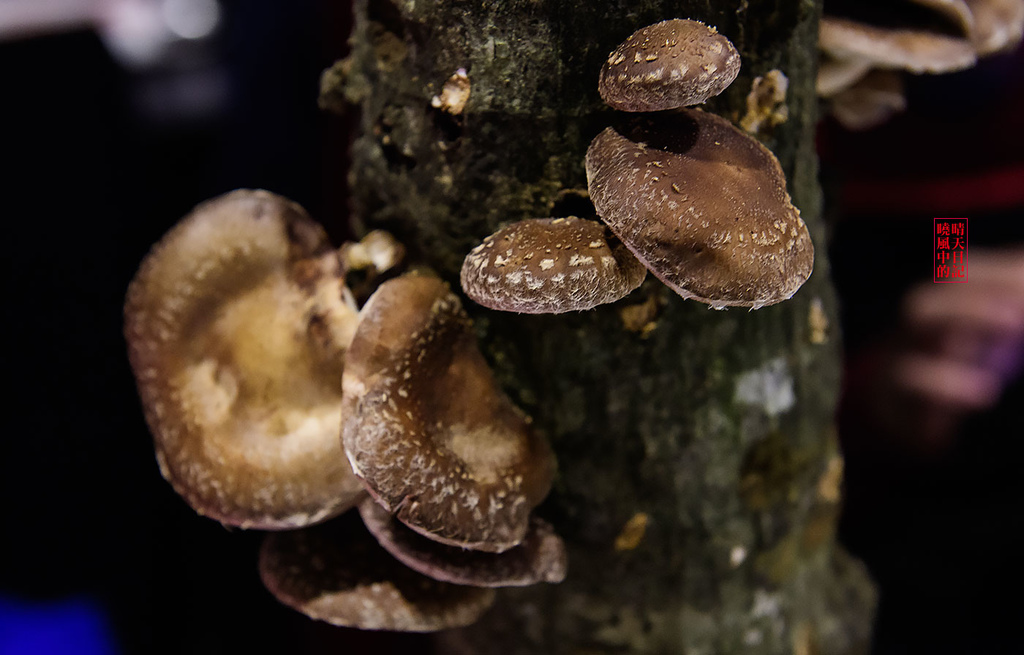 鼎太極麻辣火鍋(原逗鼎頂級麻辣火鍋)：【台北公館|鼎太極麻辣火鍋】就是要浮誇!!!每一道菜都讓人驚嘆 打卡最吸仇恨值的戲劇級鍋物 (愛評體驗團)