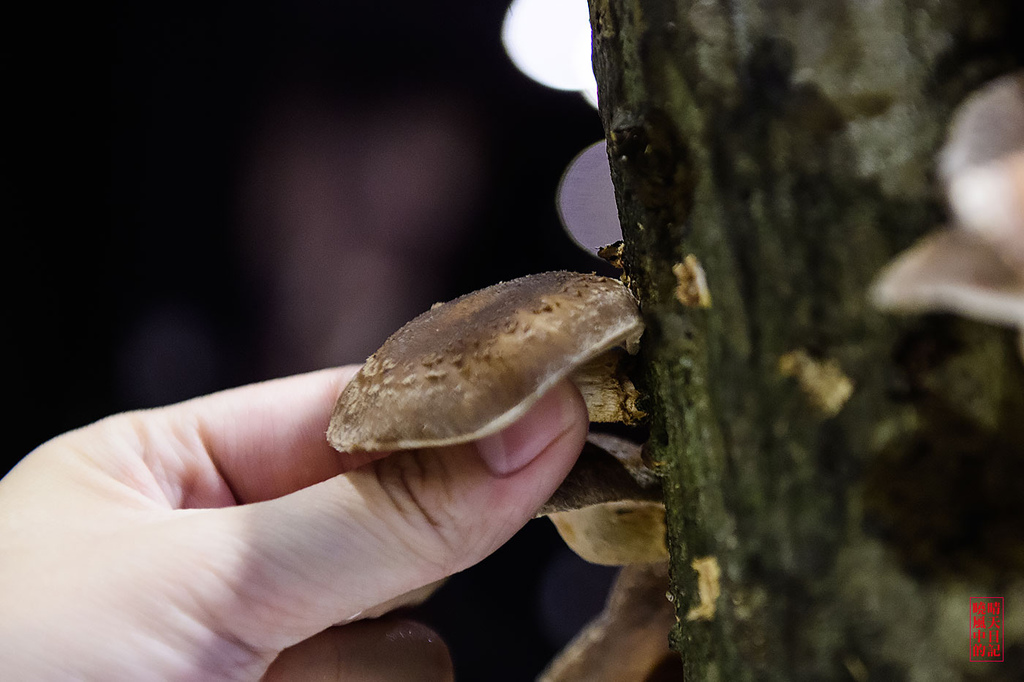 鼎太極麻辣火鍋(原逗鼎頂級麻辣火鍋)：【台北公館|鼎太極麻辣火鍋】就是要浮誇!!!每一道菜都讓人驚嘆 打卡最吸仇恨值的戲劇級鍋物 (愛評體驗團)