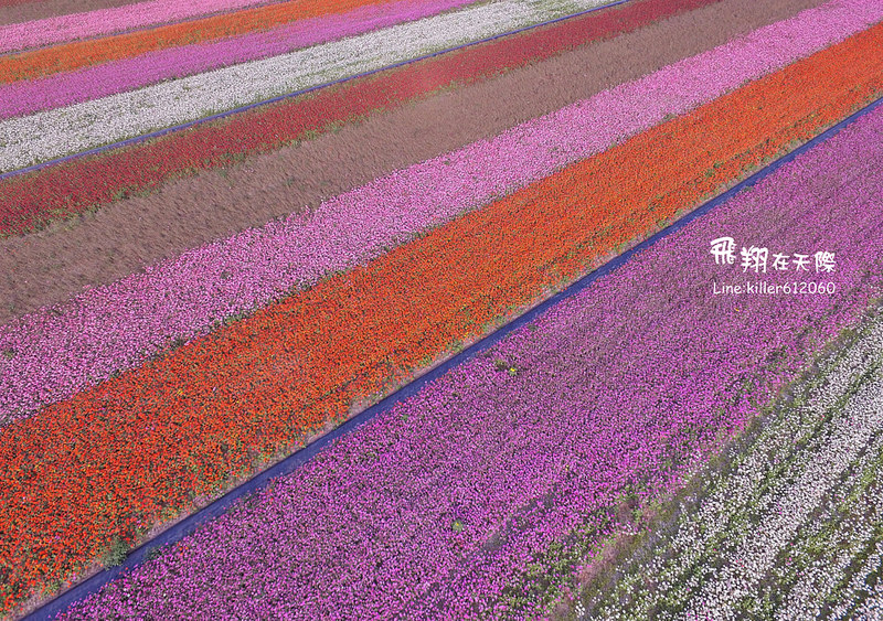 PhotoGrid_1485161126120