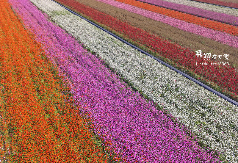 PhotoGrid_1485161192997