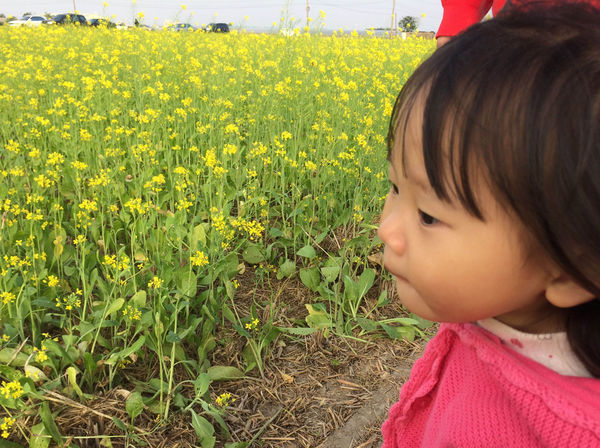 ●嘉義旅遊●太保花海節/太保里高鐵附近/賞花海/遊教堂/親子活動約會